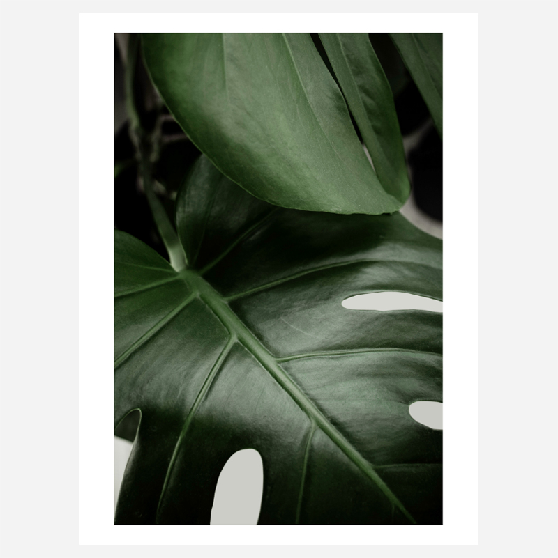 Planze1